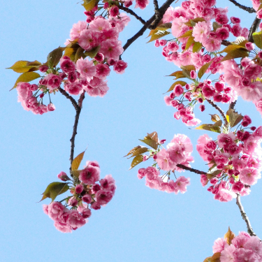 met_53523_mothersday_website_gardenmuseum_375x375 Cherry blossoms